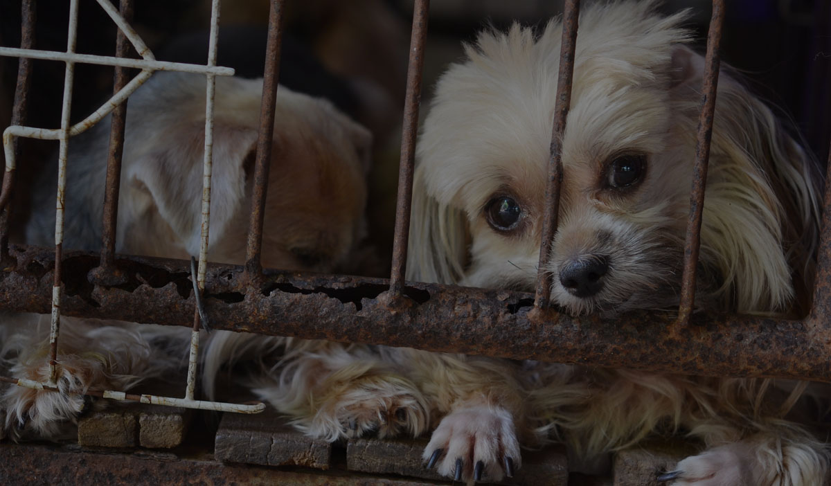 Neglected puppies in cage