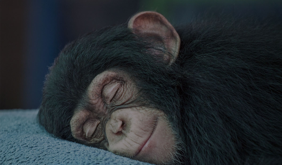 Happy sleeping chimp