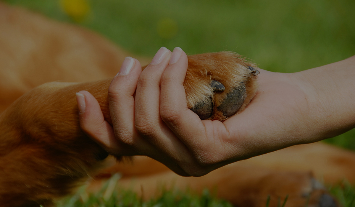 Holding hands with dog