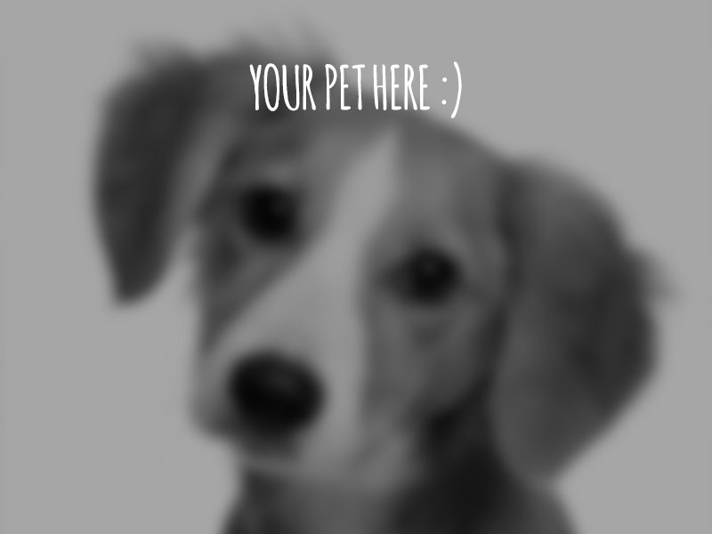 Your pet here!